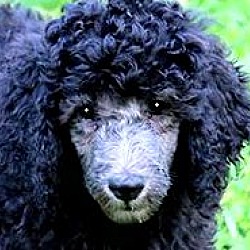 Thumbnail photo of TOPPER(GOLDENDOODLE PUPPY-WOW! #1