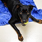 Rottweiler Puppies - Rottweiler Rescue and Adoption Near You