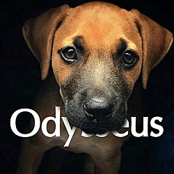 Photo of (Ody) Odysseus 