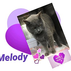 Thumbnail photo of Melody #1