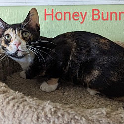 Thumbnail photo of Honey Bunny #1