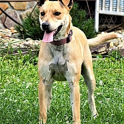Photo of BEAUTIFUL BUTTERCUP