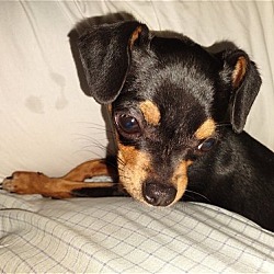 Photo of Daisy