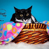 adopt a pet