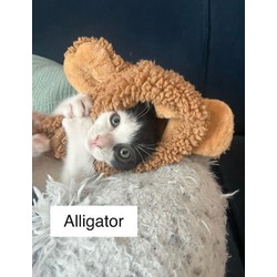 Photo of Alligator