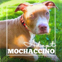 Thumbnail photo of Moccachino #2