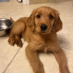 Thumbnail photo of Murphy the Golden #3