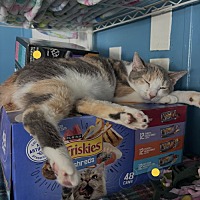 adopt a pet