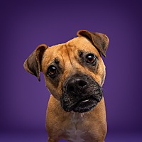 adopt-pet