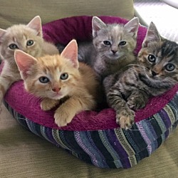Photo of Di's Kittens