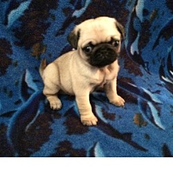 Photo of Pug