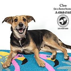 Photo of Cleo(In a Foster Home)