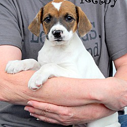 Thumbnail photo of Kelby~adopted! #3