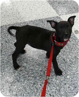 patterdale terrier chihuahua mix