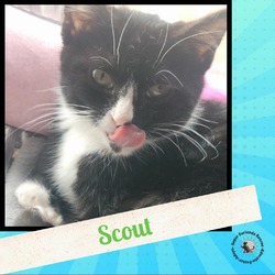 Thumbnail photo of Scout #3