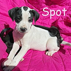 Thumbnail photo of Spot & Sousa #3