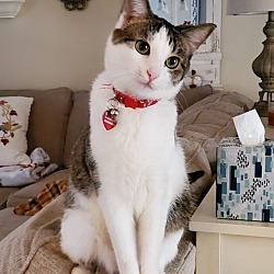 Thumbnail photo of Kit Cat #2