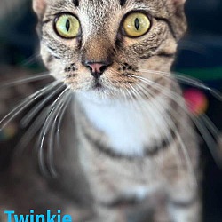 Thumbnail photo of Twinkie, Willow Grove PA (FCID 05/22/2024-36) #4