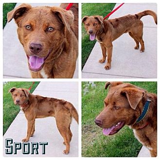 best puppy food for sensitive stomach