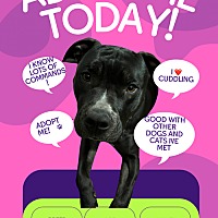 adopt a pet