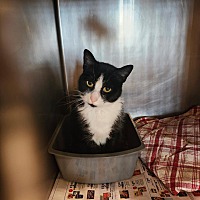 adopt a pet