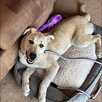 adopt a pet