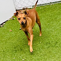 adopt-pet