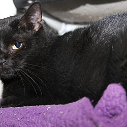 Thumbnail photo of Katie Purry (Spayed)-New Photo #2