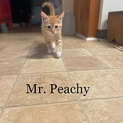 Photo of Mr. Peachy