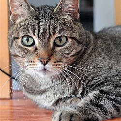 Photo of Diogenes