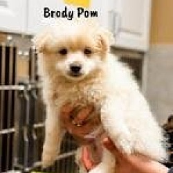 Thumbnail photo of Brody Pom #4
