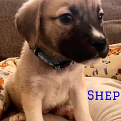 Thumbnail photo of Shep #4