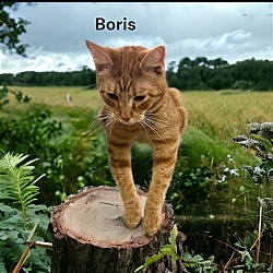 Photo of Boris