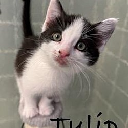 Thumbnail photo of Tulip #2