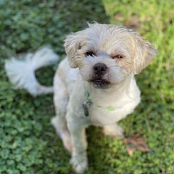 Thumbnail photo of Mr Fluffers Sep 24 - In Foster in Raleigh NC #3