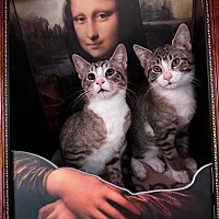 adopt-pet