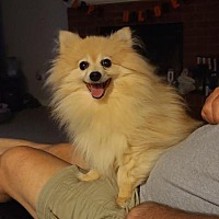 recycled pomeranians houston