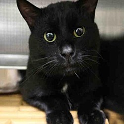 city of calgary cat adoption