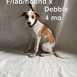 Photo of Debbie, Female, 4 mo lab/hound X