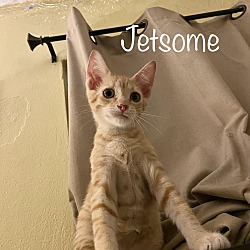 Thumbnail photo of Jetsome #1