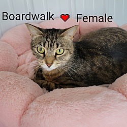 Thumbnail photo of Boardwalk #4