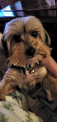 Cherry Hill, NJ - Yorkie, Yorkshire Terrier. Meet Virginia a Pet for ...