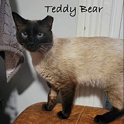 Photo of Teddy Bear