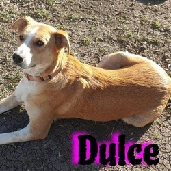 Photo of Dulce