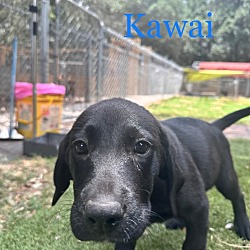 Photo of Kawai