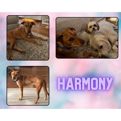 Photo of HARMONY