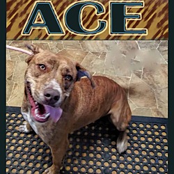 Thumbnail photo of Ace #1