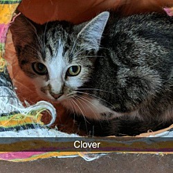 Thumbnail photo of Clover #1