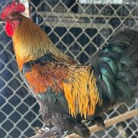 humboldt rescue birds humboldt rescue birds