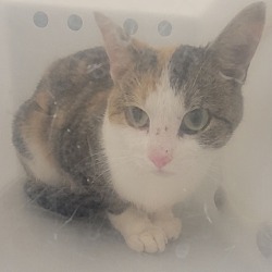 Photo of Sweetie * Barn Home Needed *